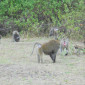 Baboons