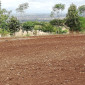 Boloti Farm